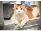 Adopt Sally a Orange or Red Domestic Longhair / Domestic Shorthair / Mixed cat