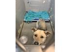 Adopt 55671288 a Tan/Yellow/Fawn Husky / Mixed dog in Los Lunas, NM (41170765)
