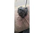 Adopt Simon Local a Black Shih Tzu / Mixed dog in Warwick, RI (41170618)