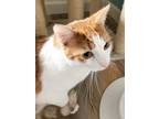 Adopt Triggger a Orange or Red Tabby Domestic Shorthair (short coat) cat in