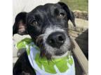 Adopt Ava a Black - with White Mixed Breed (Medium) / Terrier (Unknown Type