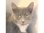 Adopt Nathaniel a Gray or Blue (Mostly) Maine Coon (long coat) cat in