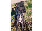 Adopt Howie a Black Great Dane / Mixed Breed (Small) / Mixed (short coat) dog in