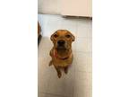Adopt Cornbread a Tan/Yellow/Fawn American Pit Bull Terrier / Mixed dog in