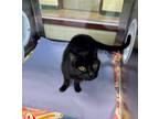 Adopt Monica a All Black Domestic Shorthair / Mixed Breed (Medium) / Mixed