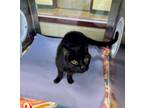 Adopt Monica a All Black Domestic Shorthair / Domestic Shorthair / Mixed cat in