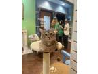 Adopt Giavanna a Brown Tabby Domestic Shorthair (short coat) cat in Lewisville