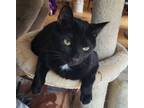Adopt Luna a Black (Mostly) Domestic Shorthair (short coat) cat in Sykesville