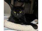 Adopt Phyllis a All Black Domestic Shorthair / Domestic Shorthair / Mixed cat in