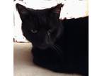 Adopt Captain Kirk a Black (Mostly) Domestic Shorthair (short coat) cat in