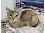 Adopt Georgia a Tan or Fawn Tabby Domestic Shorthair (short coat) cat in