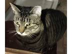 Adopt Phoebe a Tiger Striped Domestic Shorthair (short coat) cat in Warren