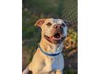 Adopt Snoopy a Brindle Mixed Breed (Small) / Mixed (short coat) dog in Fairfax