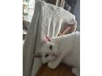 Adopt kobe a White Domestic Shorthair (short coat) cat in Charlotte