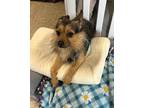 Adopt Gucci a Terrier (Unknown Type, Small) / Mixed dog in Freeport