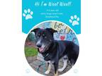 Adopt Woof Woof a Black Shepherd (Unknown Type) / Mixed dog in Savannah