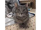 Adopt Theo a Gray, Blue or Silver Tabby Tabby (short coat) cat in Minneapolis