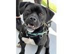 Adopt Lauren a Black - with White Boxer / Terrier (Unknown Type