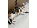 Adopt Tigger a White Domestic Shorthair / Domestic Shorthair / Mixed cat in