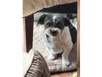 Adopt Libby a Black - with White Shih Tzu / Mixed dog in Toronto, ON (41169056)
