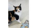 Adopt Marbles a White Domestic Shorthair / Domestic Shorthair / Mixed cat in