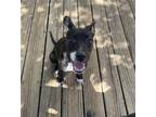 Adopt Mae a Black - with White Whippet / Terrier (Unknown Type