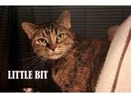 Adopt Little Bit a Spotted Tabby/Leopard Spotted Domestic Shorthair cat in