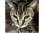 Adopt Pepper O a Gray, Blue or Silver Tabby Domestic Shorthair / Mixed (short