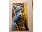 Adopt Stanley a Gray or Blue Russian Blue (short coat) cat in Porter