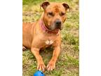 Adopt Athena a American Pit Bull Terrier / Mixed dog in Freeport, NY (36936557)