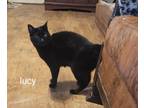 Adopt Lucy a All Black Domestic Shorthair (short coat) cat in Walterboro