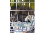 Adopt Junior a Brown Tabby Domestic Longhair (long coat) cat in Walterboro