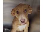 Adopt Rosebud a Mixed Breed (Medium) / Mixed dog in Arkadelphia, AR (41168538)