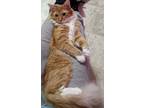 Adopt Verrick23 a Domestic Mediumhair / Mixed (medium coat) cat in Youngsville