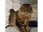 Adopt Ornella (FIV+) a Domestic Shorthair / Mixed (long coat) cat in Pittsboro