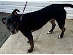 Adopt Zeus a Labrador Retriever / Boxer / Mixed dog in Tiffin, OH (40870391)