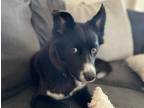 Adopt Stevie a Black - with White Border Collie dog in Tucson, AZ (41168382)