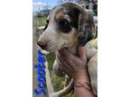 Adopt Scooter a White - with Black Catahoula Leopard Dog / Border Collie dog in