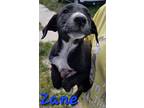 Adopt Zane a Black - with White Catahoula Leopard Dog / Border Collie dog in