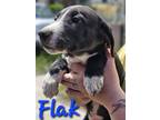 Adopt Flak a Black - with White Catahoula Leopard Dog / Border Collie dog in