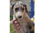 Adopt Salvador a Tricolor (Tan/Brown & Black & White) Catahoula Leopard Dog /