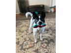 Adopt Jolene a White - with Black Border Collie / Terrier (Unknown Type