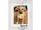 Adopt Spark a Brown/Chocolate - with White Black Mouth Cur / Carolina Dog dog in
