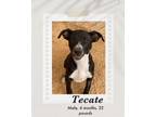 Adopt Tecate a Black - with White Labrador Retriever / Cattle Dog dog in