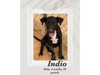 Adopt Indio a Black - with White Labrador Retriever dog in Lukeville