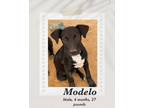 Adopt Modelo a Black - with White Labrador Retriever dog in Lukeville