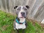 Adopt Tara a Gray/Silver/Salt & Pepper - with White Pit Bull Terrier dog in Ola