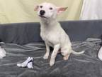 Adopt Fiona a White Corgi dog in Ola, AR (41168256)