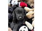 Adopt Maia a Black Labrador Retriever dog in Palatine, IL (41168217)