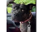 Adopt Hazel a Brindle Mixed Breed (Medium) / Terrier (Unknown Type